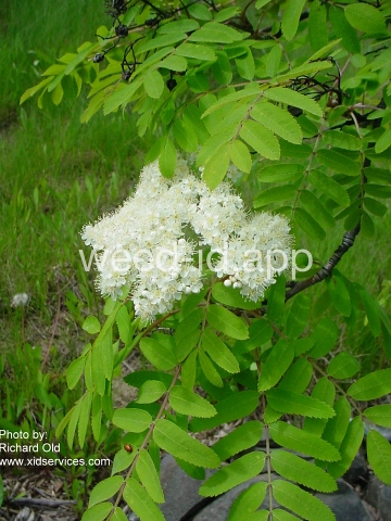 mountain-ash, European